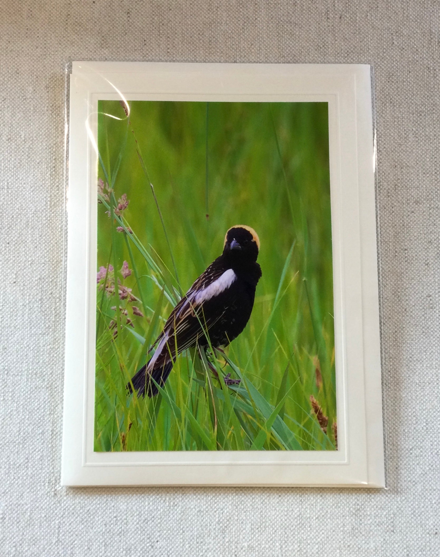 Jack Rogers Photography Cards - Bobolink #6