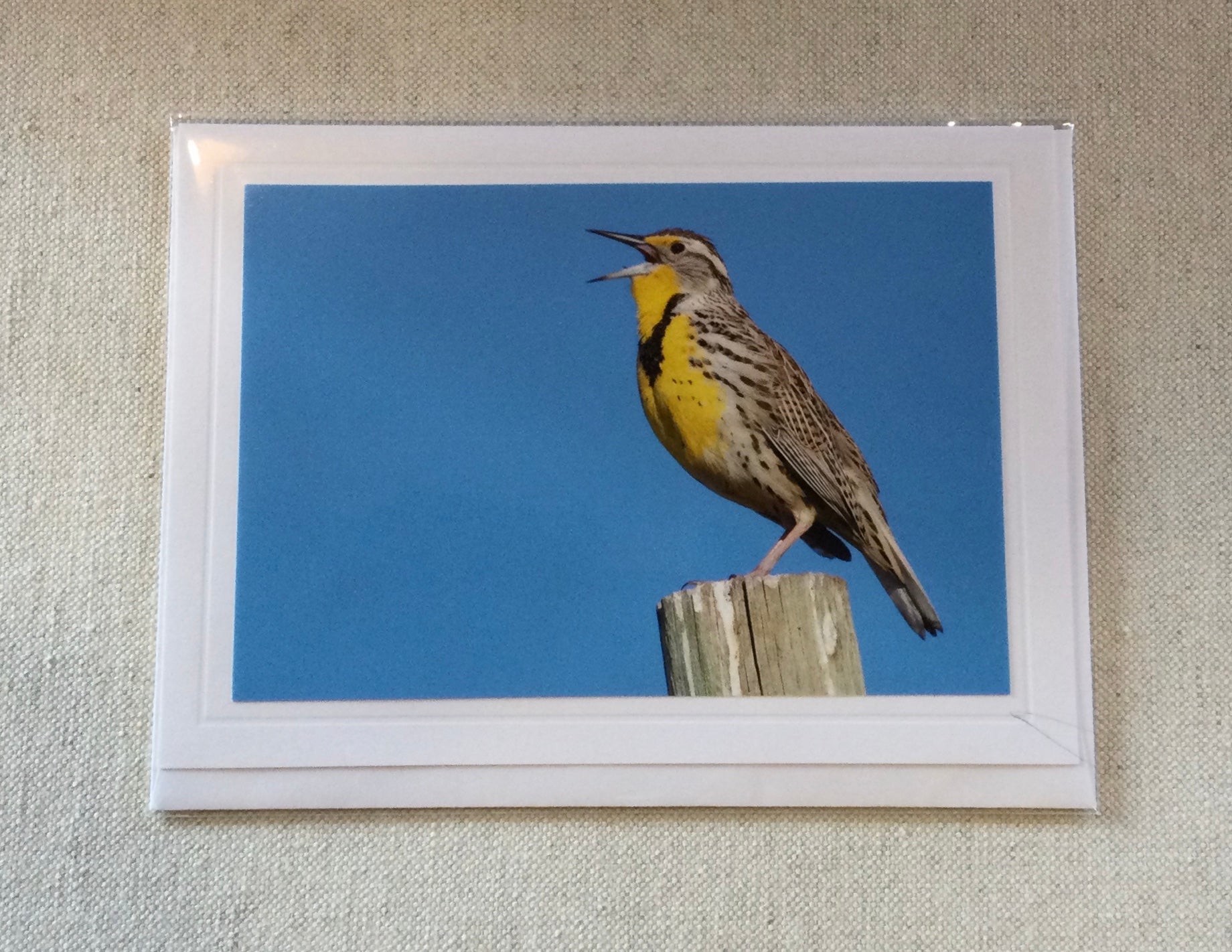 Jack Rogers Photography Cards - Meadowlark #9