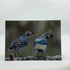 Local Art Cards by Jacqui Keseluk - Mr. And Mrs. Quail