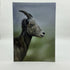 Local Art Cards by Jacqui Keseluk - Little Bighorn