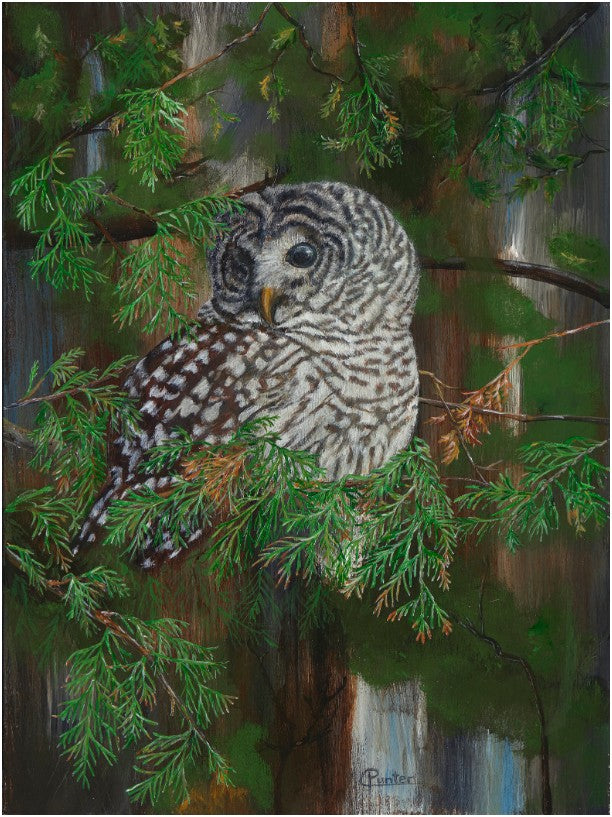 Greeting Cards by Claudia Punter