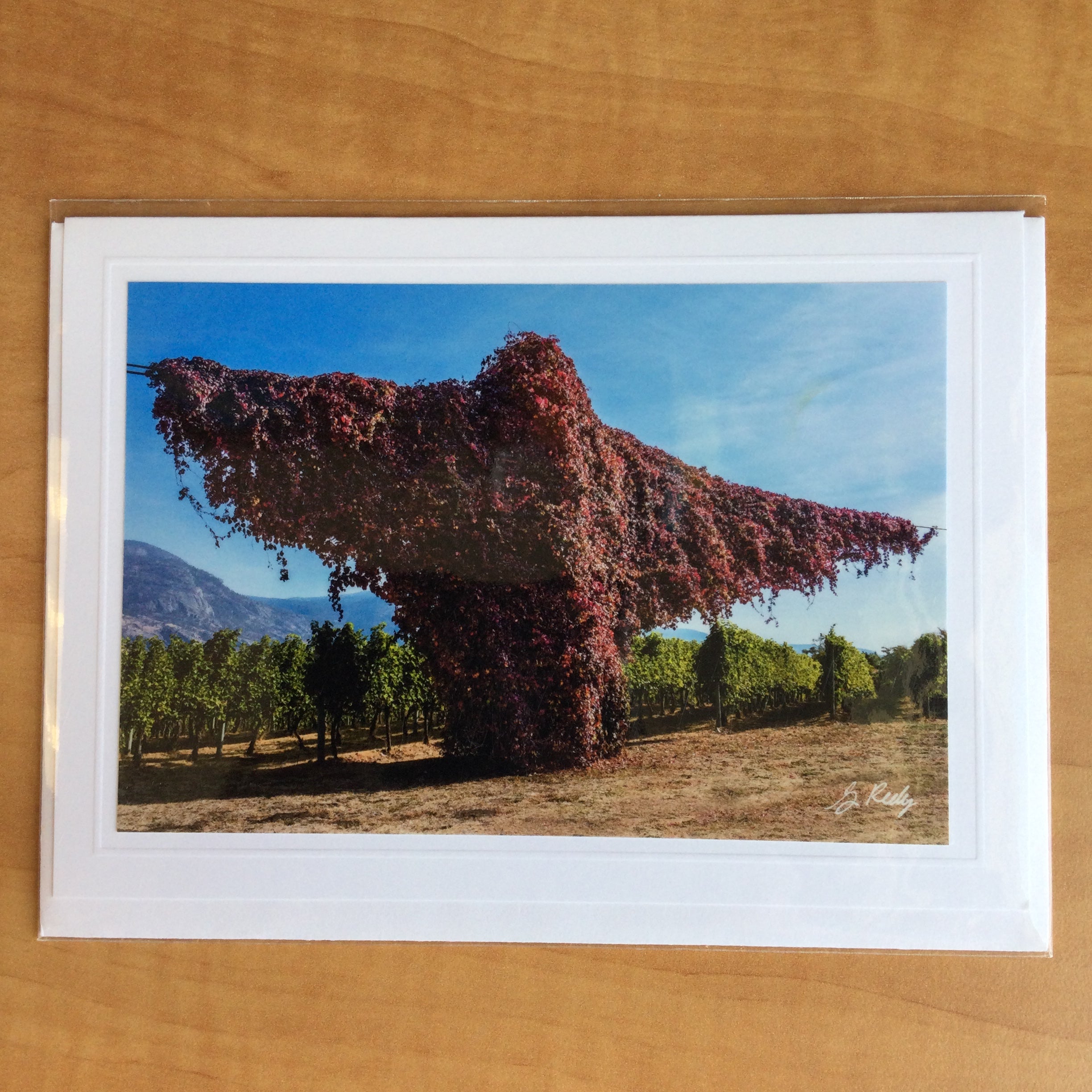 Photography Greeting Cards by Greg Reely