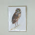 Local Art Cards by Jennifer Giffin - Burrowing Owl