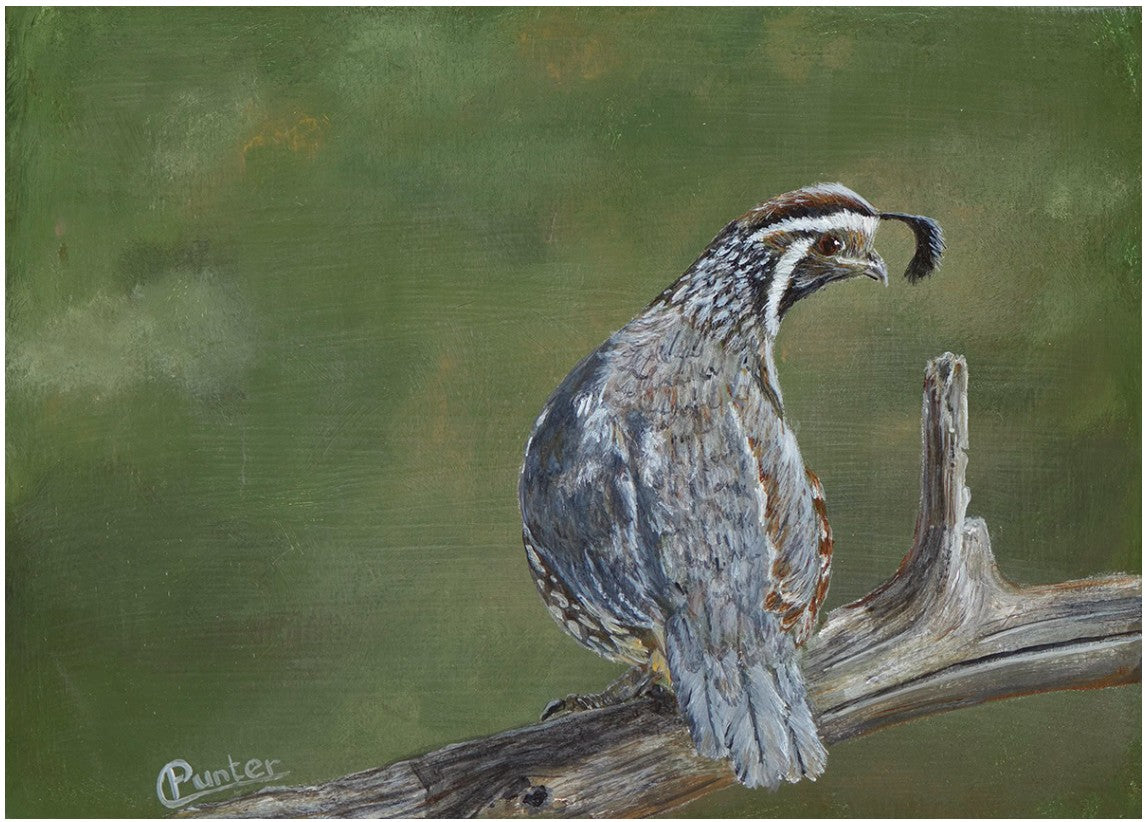 Greeting Cards by Claudia Punter