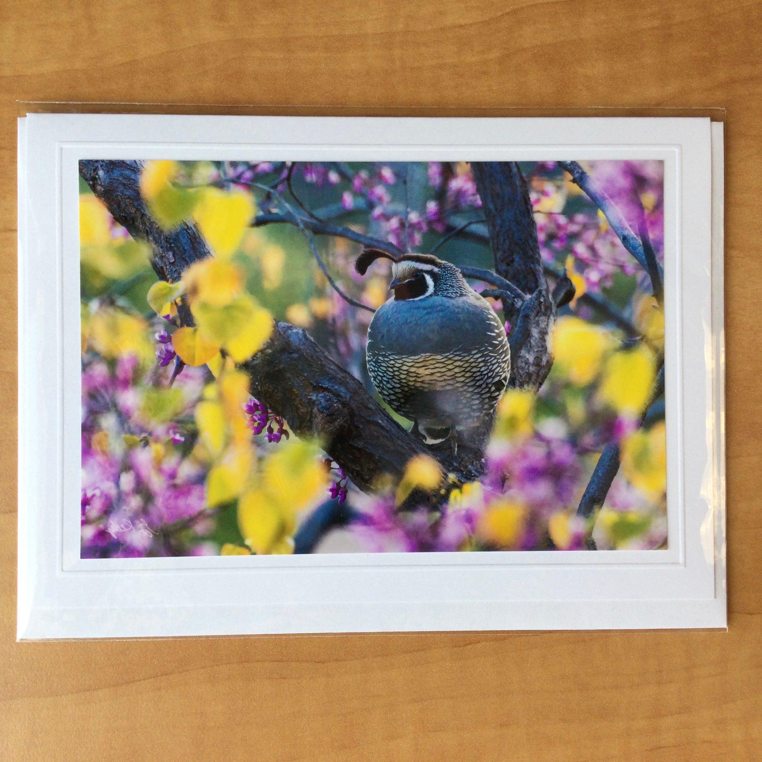 Photography Greeting Cards by Greg Reely