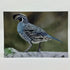 Local Art Cards by Jacqui Keseluk - Quail on Snow Branch