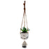 Hanging Succulent Plant
